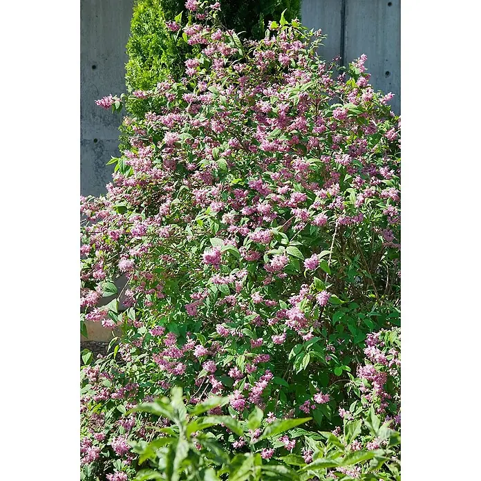 Pflanzen für dich Prunkspiere 60-100 - Deutzia x hybrida 'Strawberry Fields', 60 cm - 100 cm, Rosa - Ein leuchtender Busch voller kleiner rosa Blüten und grüner Blätter vor einer Betonmauer.