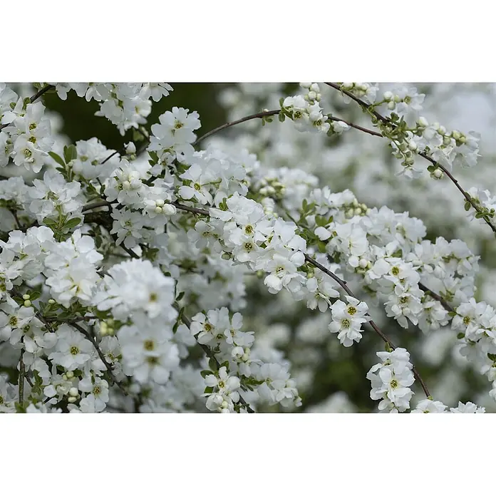 Pflanzen für dich Prunkspiere Prunkspiere - Exochorda macrantha 'The Bride', 80 cm - 100 cm, Weiß - Nahaufnahme eines blühenden Strauchs mit zahlreichen weißen Blüten und Knospen an dunklen Ästen.
