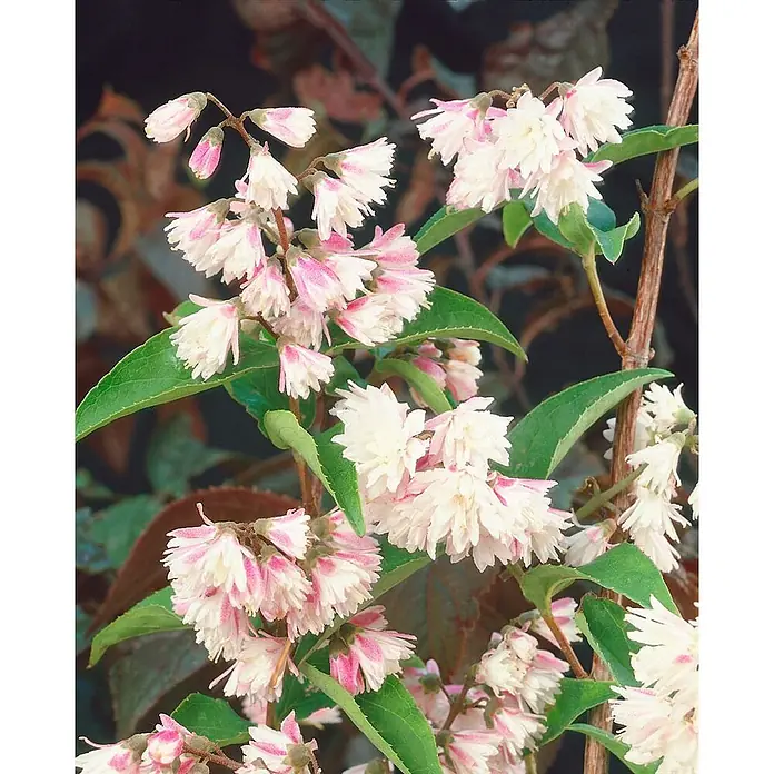 Pflanzen für dich Prunkspiere 7,80- 100 cm - Deutzia scabra 'Codsall Pink', 100 cm, Rosa - Zahlreiche weiß-rosa gestreifte, glockenförmige Blüten an grünen Zweigen einer Pflanze.