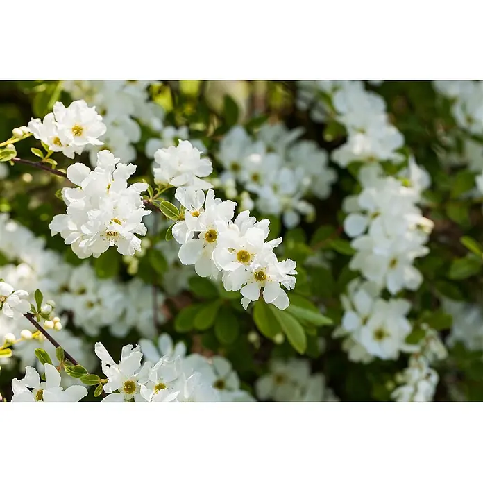Pflanzen für dich Prunkspiere Prunkspiere - Exochorda macrantha 'The Bride', 80 cm - 100 cm, Weiß - Üppige weiße Blüten mit gelben Zentren an grünen Zweigen.