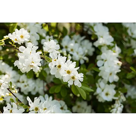 Pflanzen für dich  Prunkspiere Prunkspiere