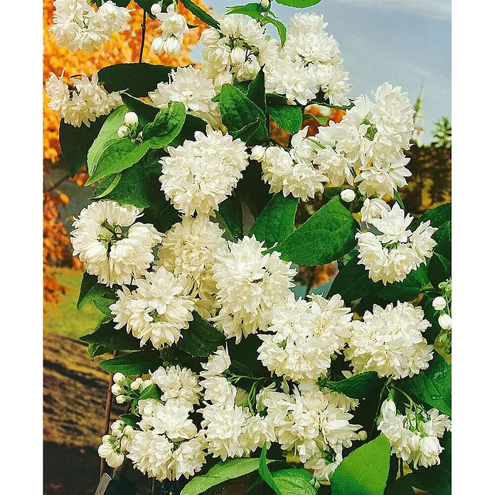 Pflanzen für dich Hortensie 100-125 cm - Deutzia magnifica, Weiß - Üppige weiße, gefüllte Blüten mit leuchtend grünen Blättern.