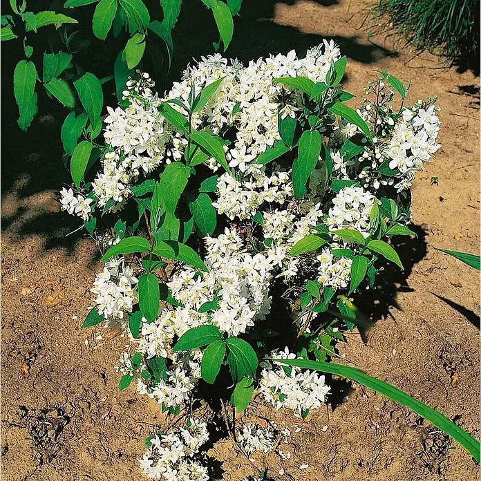 Pflanzen für dich Hortensie 100-125 cm - Deutzia magnifica, Weiß - Ein kompakter Blütenstrauch mit kleinen weißen Blüten und grünen Blättern, der in brauner Erde wächst.