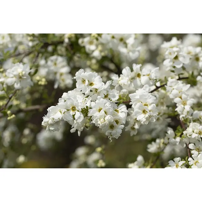 Pflanzen für dich Prunkspiere Prunkspiere - Exochorda macrantha 'The Bride', 80 cm - 100 cm, Weiß - Dichte Büschel kleiner weißer Blüten mit gelben Zentren blühen an einem Ast.