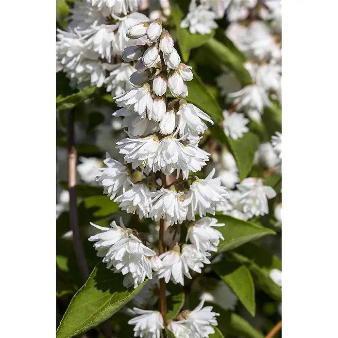 Pflanzen für dich Hortensie 100-125 cm - Deutzia magnifica, Weiß - Weiße, vielblättrige Blüten an einem Stiel, einige Knospen mit rosa Stich.