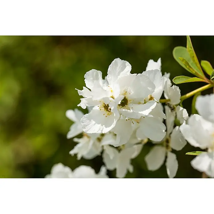 Pflanzen für dich Prunkspiere 40-60 cm - Exochorda racemosa 'Magical Springtime', 40 cm - 60 cm, Weiß - Nahaufnahme von leuchtend weißen Blüten mit gelben Staubgefäßen, die an einem Zweig mit frischen grünen Blättern blühen.