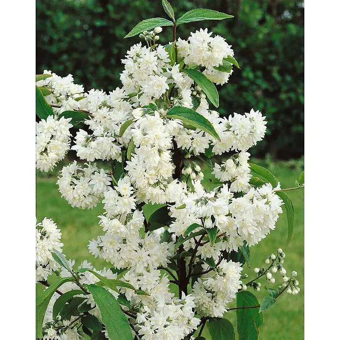 Pflanzen für dich Hortensie 100-125 cm - Deutzia magnifica, Weiß - Blühender Strauch mit üppigen Büscheln kleiner weißer Blüten und grünen Blättern.