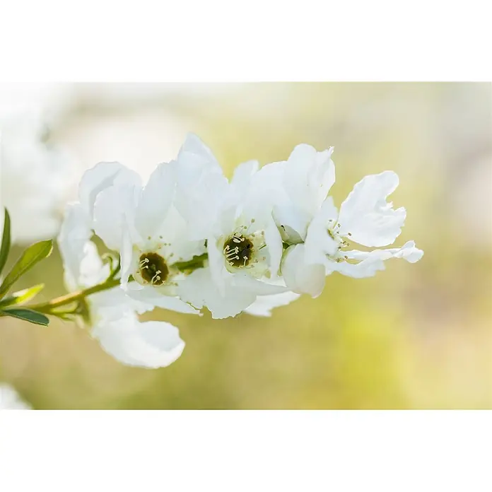 Pflanzen für dich Prunkspiere 40-60 cm - Exochorda racemosa 'Magical Springtime', 40 cm - 60 cm, Weiß - Nahaufnahme von weißen Blüten mit grünen Zentren und Blättern an einem Ast.