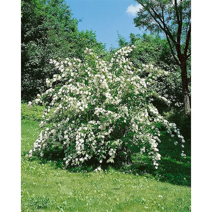 Pflanzen für dich Hortensie 100-125 cm - Deutzia magnifica, Weiß - Ein großer, üppiger Strauch, bedeckt mit Büscheln kleiner, weißer Blüten, steht prominent.