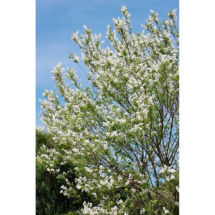 Pflanzen für dich Prunkspiere 40-60 cm - Exochorda racemosa, 40 cm - 60 cm, Weiß - Ein Baum voller weißer Blüten und grüner Blätter vor einem klaren blauen Himmel.