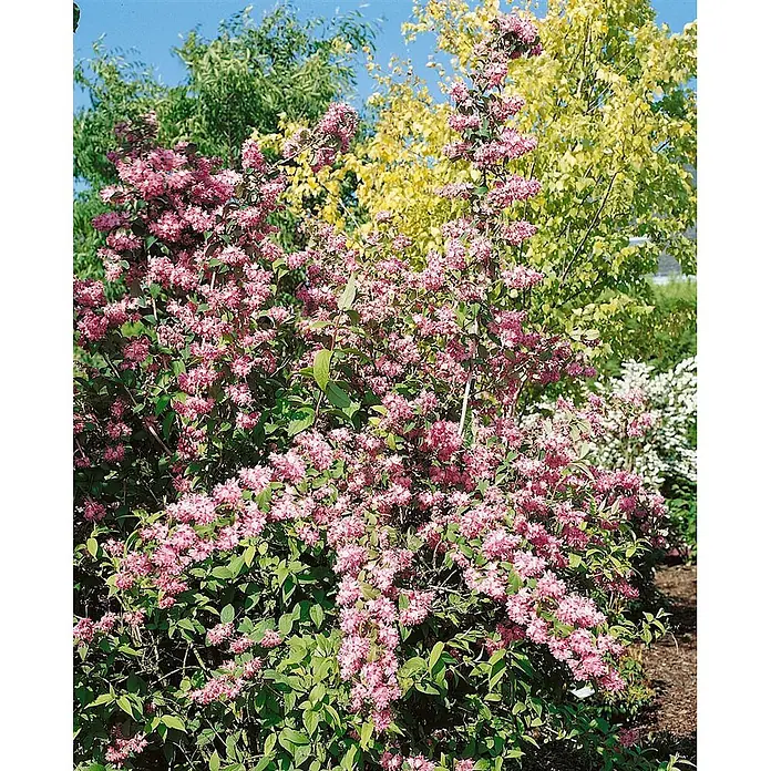 Pflanzen für dich Hortensie 100-125 cm - Deutzia magnifica, Weiß - Strahlender rosa blühender Strauch mit vielen kleinen Blüten und grünem Laub.