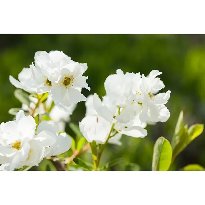 Pflanzen für dich Prunkspiere 40-60 cm - Exochorda racemosa 'Magical Springtime', 40 cm - 60 cm, Weiß - Nahaufnahme mehrerer weißer Blüten mit zarten Blütenblättern und gelb-grünen Mitten, die an einer Pflanze blühen.