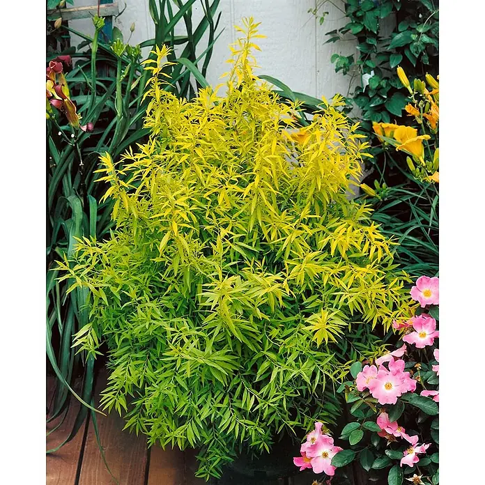 Pflanzen für dich Prunkspiere 40-60 cm - Spiraea thunbergii, 40 cm - 60 cm, Weiß - Leuchtend gelbgrüner Laubstrauch mit feinem Blattwerk, lebendig vor anderen Gartenpflanzen und rosa Rosen.