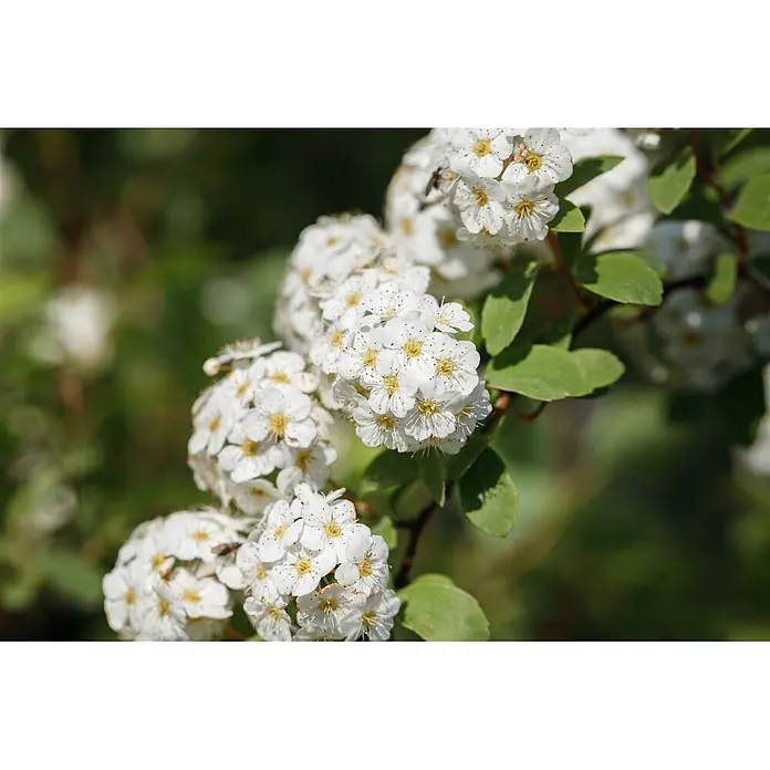 Pflanzen für dich Prunkspiere 40-60 cm - Spiraea × vanhouttei, 40 cm - 60 cm, Weiß - Büschel kleiner weißer Blüten mit gelber Mitte und grünen Blättern an einem Ast.