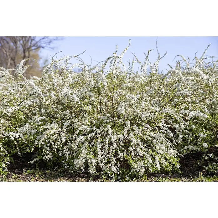 Pflanzen für dich Prunkspiere 40-60 cm - Spiraea thunbergii, 40 cm - 60 cm, Weiß - Ein dichter Busch, geschmückt mit zahlreichen kleinen weißen Blüten und grünen Blättern.