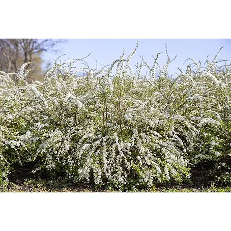 Pflanzen für dich  Prunkspiere 40-60 cm