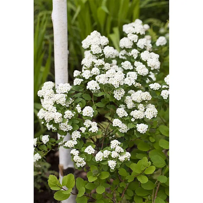 Pflanzen für dich Prunkspiere 40-60 cm - Spiraea × vanhouttei, 40 cm - 60 cm, Weiß - Weiß blühender Spierstrauch mit grünen Blättern neben einem weißen Birkenstamm.