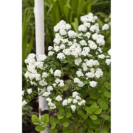 Pflanzen für dich  Prunkspiere 60-80 cm
