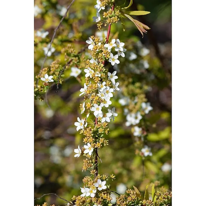 Pflanzen für dich Prunkspiere 40-60 cm - Spiraea thunbergii, 40 cm - 60 cm, Weiß - Nahaufnahme eines Pflanzenzweigs mit vielen kleinen weißen, sternförmigen Blüten und gelbbraunen Knospen.