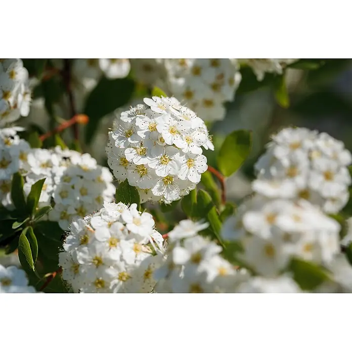 Pflanzen für dich Prunkspiere 40-60 cm - Spiraea × vanhouttei, 40 cm - 60 cm, Weiß - Mehrere Büschel kleiner weißer Blüten mit gelben Staubgefäßen und grünen Blättern.