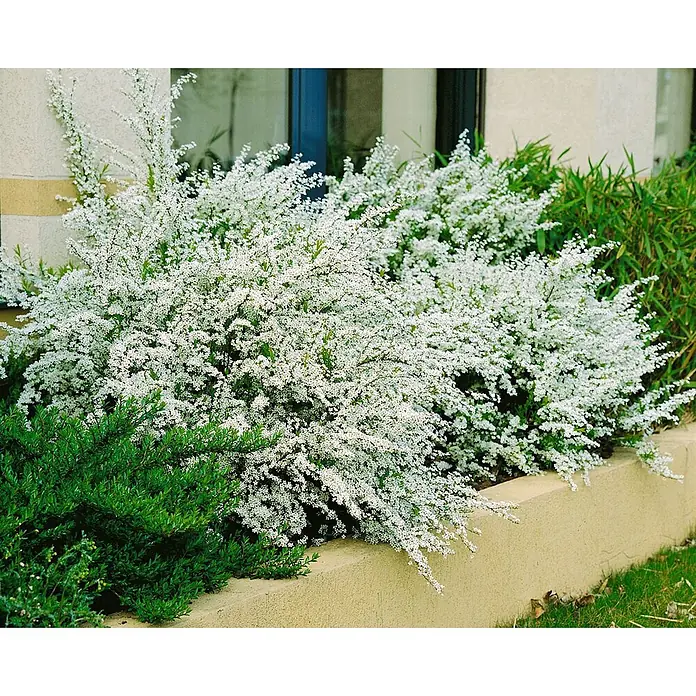 Pflanzen für dich Prunkspiere 40-60 cm - Spiraea thunbergii, 40 cm - 60 cm, Weiß - Dichter Strauch mit kleinen weißen Blüten, in einem Blumenbeet neben einem Gebäude gepflanzt.