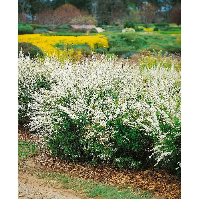 Pflanzen für dich Prunkspiere 40-60 cm - Spiraea thunbergii, 40 cm - 60 cm, Weiß - Üppiger blühender Strauch mit reichen weißen Blüten und grünem Laub als Beeteinfassung in einem Garten.