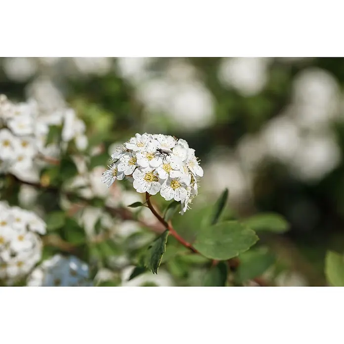 Pflanzen für dich Prunkspiere 40-60 cm - Spiraea × vanhouttei, 40 cm - 60 cm, Weiß - Nahaufnahme weißer Blüten mit gelben Zentren und einer kleinen schwarzen Fliege darauf.