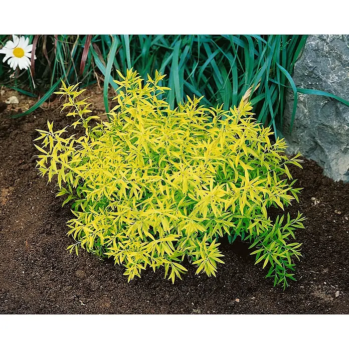 Pflanzen für dich Prunkspiere 40-60 cm - Spiraea thunbergii, 40 cm - 60 cm, Weiß - Ein leuchtend gelbgrüner Strauch mit schlanken Blättern in dunkler Erde gepflanzt.