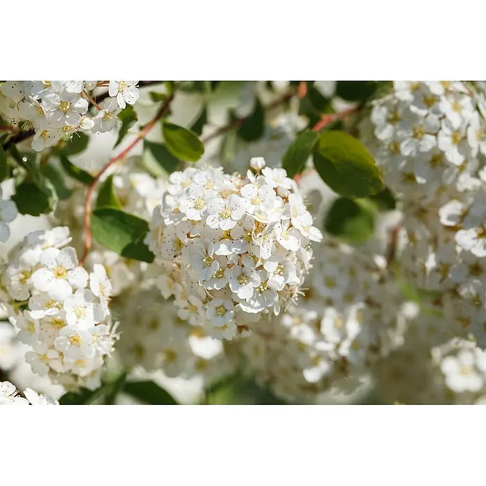 Pflanzen für dich Prunkspiere 20- 30 cm - Spiraea betulifolia, 20 cm - 30 cm, Weiß - Dichte Büschel kleiner weißer Blüten mit gelben Zentren blühen an einem Ast, umgeben von verschwommenem Grün und weiteren Blüten.