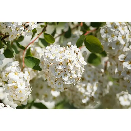Pflanzen für dich  Prunkspiere 20- 30 cm