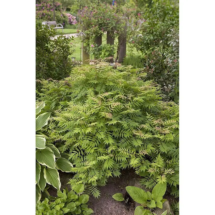Pflanzen für dich Japanische Prachtspiere 60-100 cm - Sorbaria sorbifolia 'Sem', Aktuelle Wuchshöhe: 60 cm - 100 cm - Ein üppiger, grüner Strauch mit farnartigen Blättern und rötlichem Neuaustrieb in einem Gartenbeet, umgeben von Funkien.
