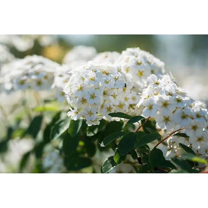 Pflanzen für dich Prunkspiere 40-60 cm - Spiraea × vanhouttei, 40 cm - 60 cm, Weiß - Nahaufnahme von Büscheln kleiner weißer Blüten mit gelben Zentren und leuchtend grünen Blättern.