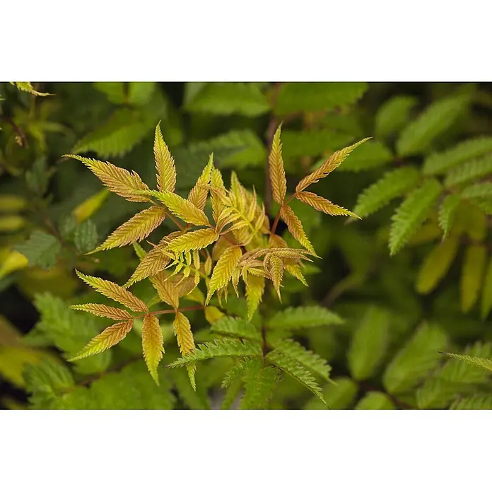Pflanzen für dich Japanische Prachtspiere 60-100 cm - Sorbaria sorbifolia 'Sem', Aktuelle Wuchshöhe: 60 cm - 100 cm - Goldene und grüne zusammengesetzte Blätter mit gezackten Rändern, die neues Wachstum zeigen.
