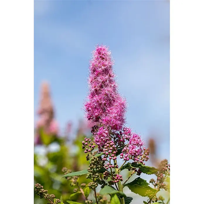 Pflanzen für dich Prunkspiere 60-100 cm - Spiraea billardii 'Triumphans', 60 cm - 100 cm, Rosa - Lebendige rosa Spierstrauchblüte mit kleinen Blüten, ihre konische Form hebt sich vom blauen Himmel ab.