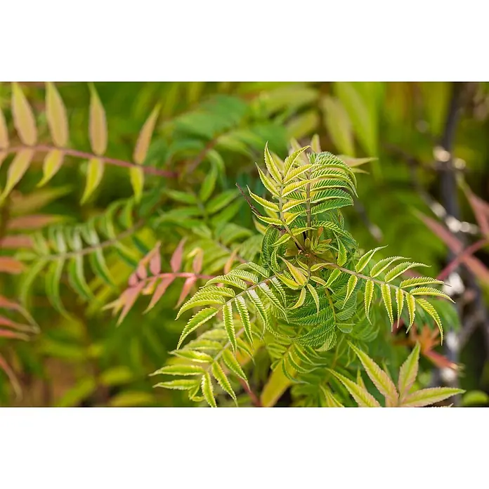 Pflanzen für dich Japanische Prachtspiere 60-100 cm - Sorbaria sorbifolia 'Sem', Aktuelle Wuchshöhe: 60 cm - 100 cm - Nahaufnahme einer leuchtend grünen und gelben, farnartigen Pflanze mit gezackten Blättern, teils mit rötlichen Tönen.