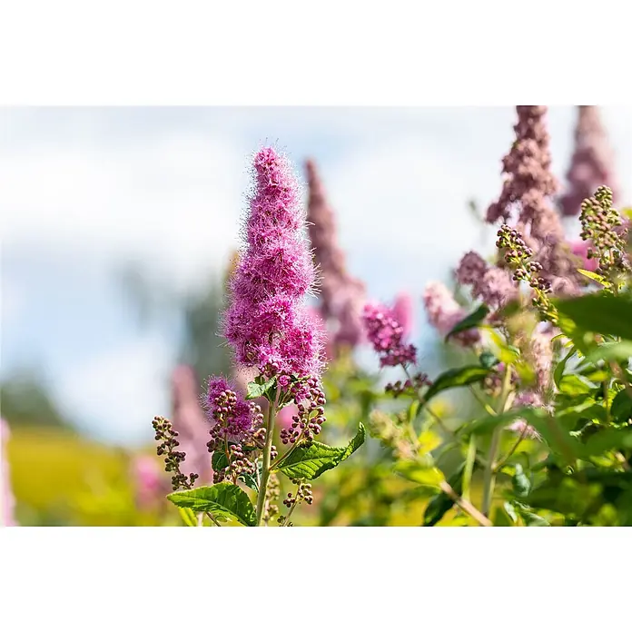 Pflanzen für dich Prunkspiere 60-100 cm - Spiraea billardii 'Triumphans', 60 cm - 100 cm, Rosa - Leuchtend rosa, stachelige Blüten an einer grünen Pflanze.