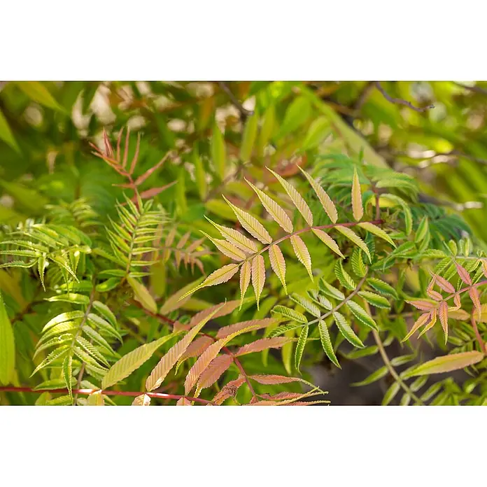 Pflanzen für dich Japanische Prachtspiere 60-100 cm - Sorbaria sorbifolia 'Sem', Aktuelle Wuchshöhe: 60 cm - 100 cm - Gefiederte Blätter in Grün-, Gelb- und Rot-/Rosatönen mit kontrastierenden rötlichen Stielen.