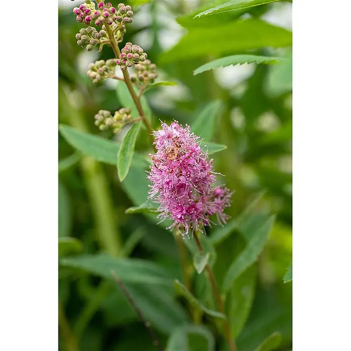 Pflanzen für dich Prunkspiere 60-100 cm - Spiraea billardii 'Triumphans', 60 cm - 100 cm, Rosa - Rosa Blüten und grüne Knospen an einem Pflanzenstiel mit grünen Blättern.