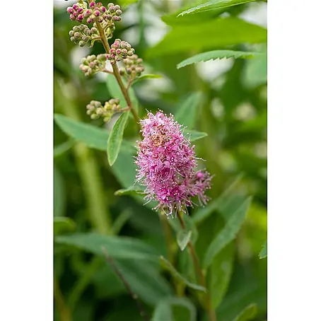 Pflanzen für dich  Prunkspiere 60-100 cm