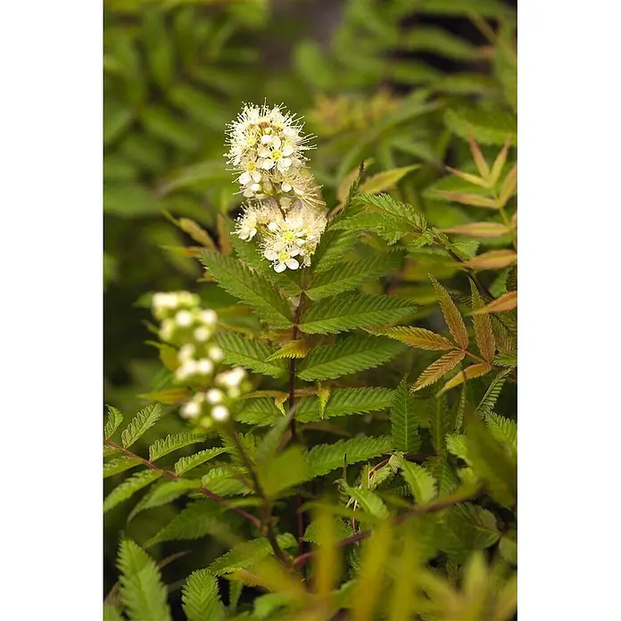 Pflanzen für dich Japanische Prachtspiere 60-100 cm - Sorbaria sorbifolia 'Sem', Aktuelle Wuchshöhe: 60 cm - 100 cm - Nahaufnahme einer Pflanze mit kleinen weißen Blüten und gezackten grünen Blättern, teils mit rötlich-braunem Neuaustrieb.
