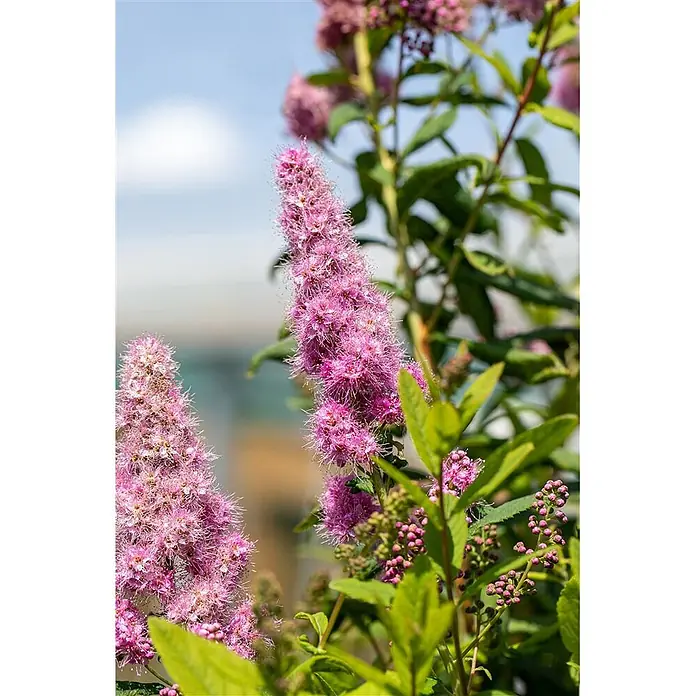 Pflanzen für dich Prunkspiere 60-100 cm - Spiraea billardii 'Triumphans', 60 cm - 100 cm, Rosa - Zarte, spitz zulaufende rosa Blüten mit grünen Blättern vor hellem, weichem Hintergrund.