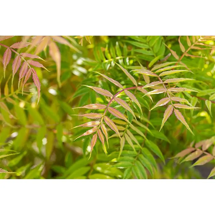 Pflanzen für dich Japanische Prachtspiere 60-100 cm - Sorbaria sorbifolia 'Sem', Aktuelle Wuchshöhe: 60 cm - 100 cm - Lebhafte grüne und rötlich-pinkfarbene Blätter einer Pflanze.