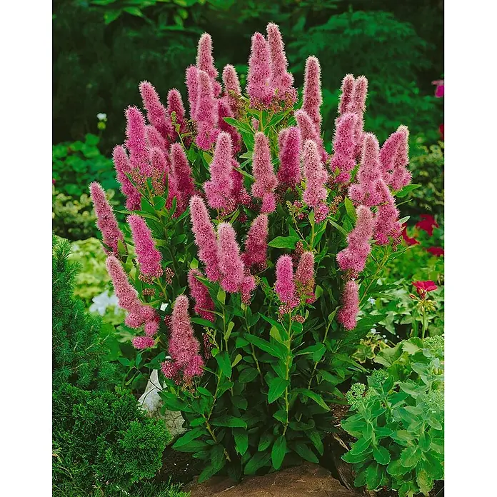 Pflanzen für dich Prunkspiere 60-100 cm - Spiraea billardii 'Triumphans', 60 cm - 100 cm, Rosa - Eine leuchtend rosa Spiraea-Pflanze mit vielen flauschigen, ährenförmigen Blüten und üppig grünen Blättern in einem Garten.
