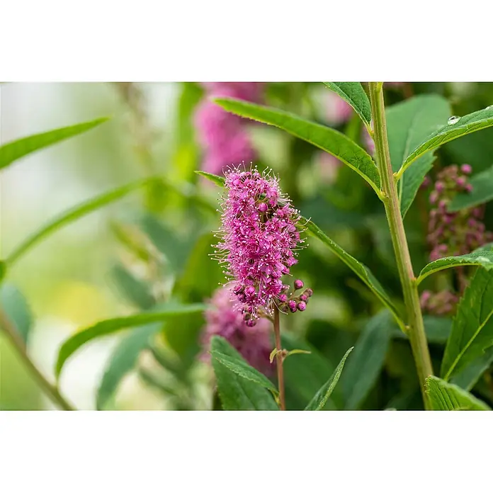 Pflanzen für dich Prunkspiere 60-100 cm - Spiraea billardii 'Triumphans', 60 cm - 100 cm, Rosa - Leuchtend pinkfarbene Spierblüte mit zarten Staubblättern, umgeben von grünen Blättern.