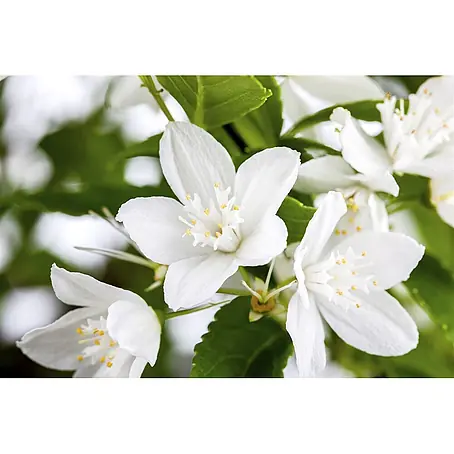 Pflanzen für dich  Prunkspiere Maiblumenstrauch