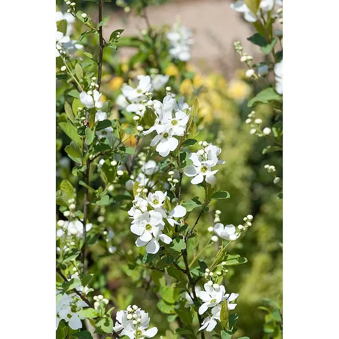 Pflanzen für dich Prunkspiere 60-80 cm - Exochorda racemosa 'Niagara', 60 cm - 80 cm, Weiß - Weiße Blüten mit grünen Zentren blühen an einem Strauch mit grünen Blättern in einer lebendigen Gartenszene.
