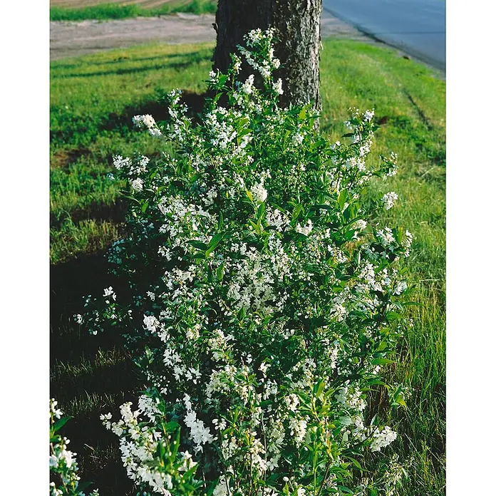 Pflanzen für dich Prunkspiere 40- 60 cm - Deutzia gracilis, 40 cm - 60 cm, Weiß - Ein üppiger Strauch mit vielen kleinen weißen Blüten und grünem Laub, neben einem Baumstamm in einer grasbewachsenen Umgebung.