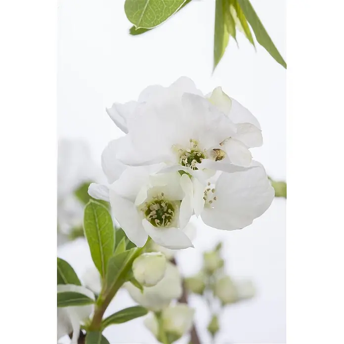 Pflanzen für dich Prunkspiere 60-80 cm - Exochorda racemosa 'Niagara', 60 cm - 80 cm, Weiß - Weiße Blüten mit sichtbaren grünen Zentren, umgeben von grünen Blättern und Knospen.