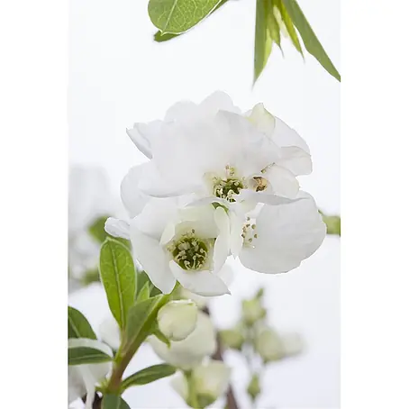 Pflanzen für dich  Prunkspiere 60-80 cm