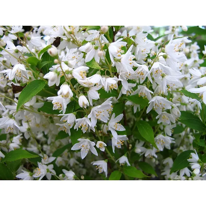 Pflanzen für dich Prunkspiere 40- 60 cm - Deutzia gracilis, 40 cm - 60 cm, Weiß - Blühender Strauch mit vielen kleinen weißen Blüten, gelben Staubblättern und grünen Blättern.